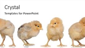  Presentation with feather - Cool new slide deck with meeting of yellow chickens backdrop and a white colored foreground
