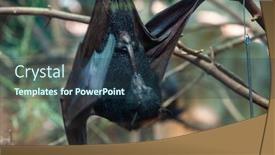  Presentation with zoo - Colorful theme enhanced with megabat-outdoors-in-the-zoo backdrop and a ocean colored foreground