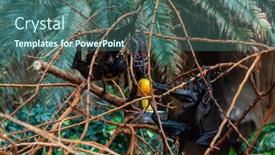  Presentation with zoo - Presentation theme featuring megabat-outdoors-in-the-zoo background and a ocean colored foreground