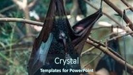  Presentation with zoo - Cool new presentation theme with megabat-outdoors-in-the-zoo backdrop and a tawny brown colored foreground