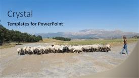  Presentation with shepherd sheep - 