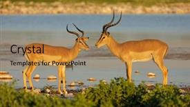  Presentation with national - Presentation design consisting of melampus at a waterhole etosha background and a  colored foreground