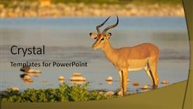  Presentation with nilgai antelope - PPT theme having melampus at a waterhole etosha background and a  colored foreground