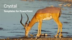  Presentation with shenandoah national park big meadows - Slide set having melampus at a waterhole etosha background and a  colored foreground