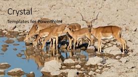  Presentation with arches national park - Presentation theme having melampus at a waterhole etosha background and a coral colored foreground