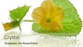  Presentation with vine - Slide set featuring melon vine with buds close background and a soft green colored foreground