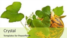  Presentation with chemistry leaves green leaf - Audience pleasing slide set consisting of melon with green leaves isolated backdrop and a yellow colored foreground