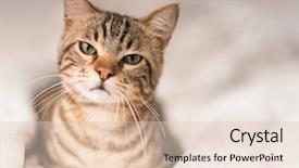  Presentation with angry - PPT theme enhanced with meme - beautiful angry domestic cat background and a lemonade colored foreground