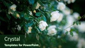  Presentation with memorial - Presentation having memorial-rose-also-know-rosa background and a tawny brown colored foreground