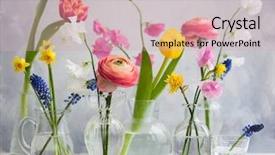  Presentation with narcissus - Presentation theme with memories birthday - beautiful flowers bouquets in glass background and a soft green colored foreground
