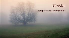  Presentation with autumn morning - Presentation featuring memory lane - lonely tree surrounded by thick background and a lemonade colored foreground