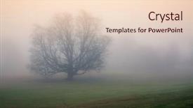  Presentation with autumn morning - Presentation theme with memory lane - lonely tree surrounded by thick background and a lemonade colored foreground