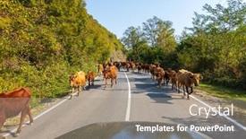  Presentation with asphalt road - Presentation theme featuring men-on-horses-riding-behind background and a coral colored foreground