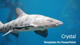  Presentation with shark - Presentation theme having menacing leopard shark background and a ocean colored foreground
