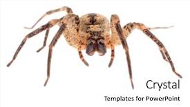  Presentation with wolf - Theme consisting of spidervenom - menacing wolf spider front closeup background and a white colored foreground