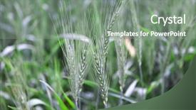  Presentation with ears - Audience pleasing theme consisting of menagement - field of young green wheat backdrop and a  colored foreground