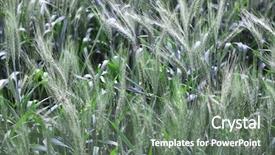  Presentation with rain - Slide deck having menagement - green wheat ears after rain background and a gray colored foreground
