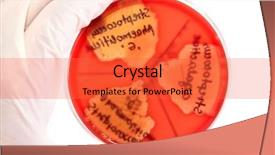  Presentation with meningitis - PPT theme consisting of meningitis - hand in glove holding petri background and a red colored foreground