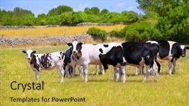  Presentation with beef cattle farm - Audience pleasing theme consisting of menorca friesian cow cattle grazing backdrop and a yellow colored foreground