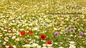  Presentation with poppies - Amazing slides having menorca spring field with poppies and daisy flowers in balearic islands backdrop and a yellow colored foreground