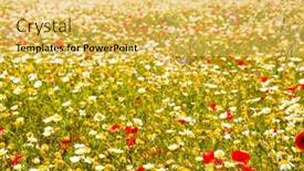  Presentation with poppies - Beautiful slide deck featuring menorca spring field with poppies and daisy flowers in balearic islands backdrop and a yellow colored foreground