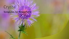  Presentation with purple spring - Presentation design featuring menorca spring thistle purple flowers in balearic islands background and a light blue colored foreground