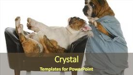  Presentation with mental care - Slide deck featuring mental health - veterinary care - english bulldog background and a tawny brown colored foreground