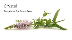 Presentation with mint - Slide deck consisting of mentha mint background and a white colored foreground