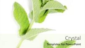  Presentation with joint pain - Cool new PPT theme with mentha piperita - peppermint oil has been used historically for numerous health conditions including common cold symptoms cramps headache indigestion joint pain and nausea backdrop and a soft green colored foreground
