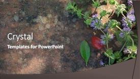  Presentation with mosquito - Beautiful theme featuring mentha-pulegium-commonly-pennyroyal backdrop and a dark gray colored foreground