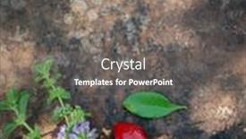  Presentation with mosquito - Slides having mentha-pulegium-commonly-pennyroyal background and a gray colored foreground