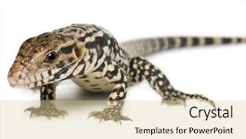  Presentation with white and navy blue - Amazing PPT theme having merianae in front of white backdrop and a lemonade colored foreground
