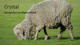  Presentation with grazing - PPT theme featuring merino sheep grazing on lush background and a  colored foreground