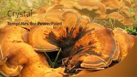  Presentation with mushroom - Cool new presentation theme with meripilus-giganteus-giant-polypore-mushroom backdrop and a gold colored foreground