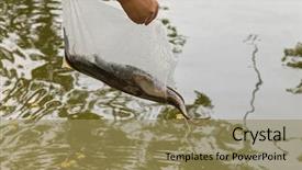  Presentation with alive - PPT layouts having released into the water free background and a coral colored foreground