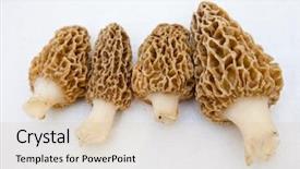  Presentation with mushrooms - Presentation theme enhanced with  background and a  colored foreground