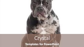  Presentation with bully - Presentation with merle-american-bully-sitting background and a violet colored foreground