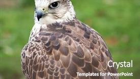 Presentation with close up of an apron - Beautiful slide deck featuring merlin falco columbarius close up backdrop and a violet colored foreground