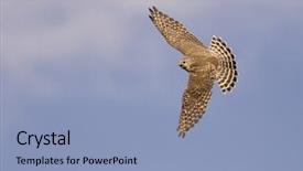  Presentation with flight - PPT theme enhanced with merlin falcon in flight background and a light blue colored foreground