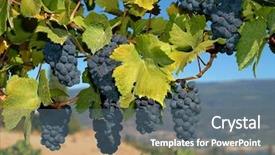  Presentation with grape vine - PPT theme featuring merlot grapes on the vine background and a gray colored foreground