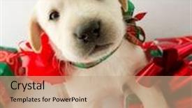  Presentation with merry christmas - PPT theme enhanced with merry christmas - portrait of cute labrador puppy for christmas gift background and a coral colored foreground