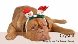 Presentation with snowmen - Amazing slide set having merry christmas snowman - dog wearing headwewar with funny backdrop and a coral colored foreground