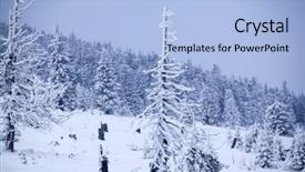  Presentation with cristmas - Theme having merry cristmas - trees covered with hoarfrost background and a  colored foreground