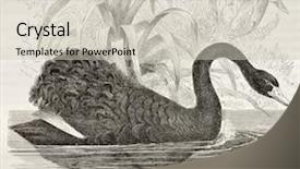  Presentation with paris - Slides enhanced with merveilles de la nature background and a soft green colored foreground