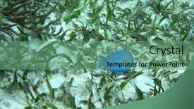  Presentation with atlantic - PPT layouts with mesoamerica - atlantic blue tang fish surgeonfish background and a seafoam green colored foreground