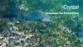  Presentation with grouper - Theme enhanced with mesoamerica - grouper fish in riviera maya background and a  colored foreground