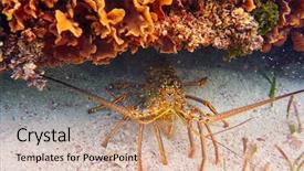  Presentation with maya - PPT theme consisting of mesoamerica - lobster in great mayan reef background and a coral colored foreground