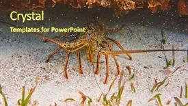  Presentation with maya - Amazing slide set having mesoamerica - lobster in great mayan reef backdrop and a tawny brown colored foreground