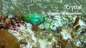  Presentation with fish - Audience pleasing presentation theme consisting of mesoamerica - parrotfish fish in great mayan backdrop and a ocean colored foreground