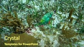  Presentation with maya - Slides consisting of mesoamerica - parrotfish fish in great mayan background and a tawny brown colored foreground